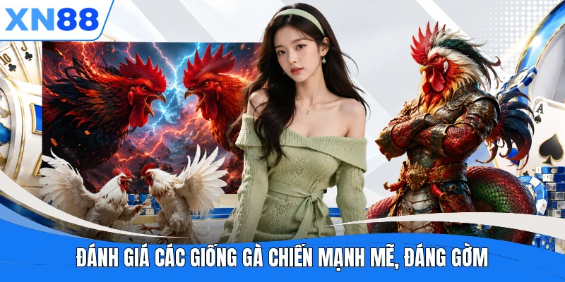 Đánh giá các giống gà chiến mạnh mẽ, đáng gờm