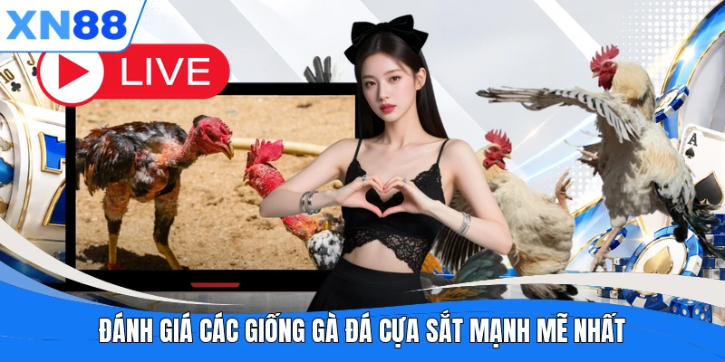 Đánh giá các giống gà đá cựa sắt mạnh mẽ nhất Đánh giá các giống gà đá cựa sắt mạnh mẽ nhất